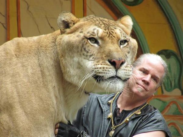 Hercules the liger has a head size equal to that of shoulder size of the man.