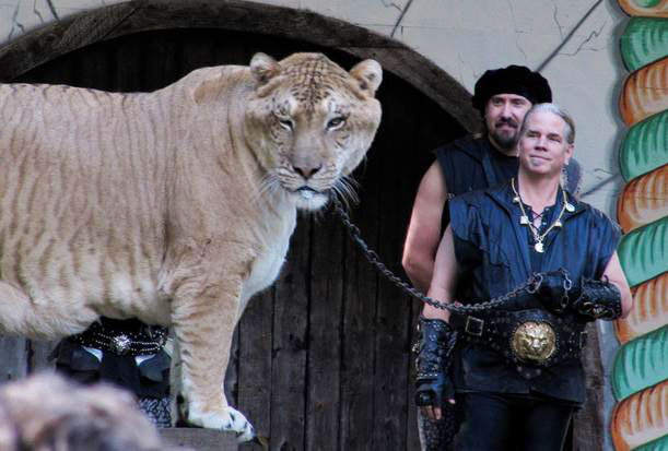 Liger Hercules - The Biggest Cat in the World.