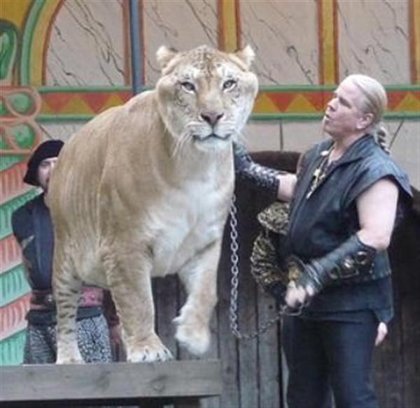 Ten Years old age of Hercules the liger is based upon its participation in the past events.