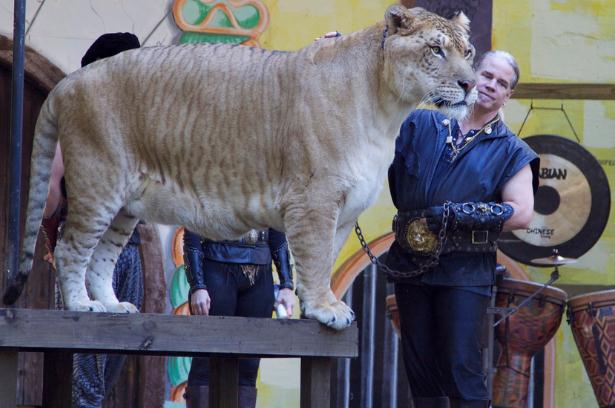 Liger Hercules has proved all the critics wrong who say that ligers have a short lifespan.