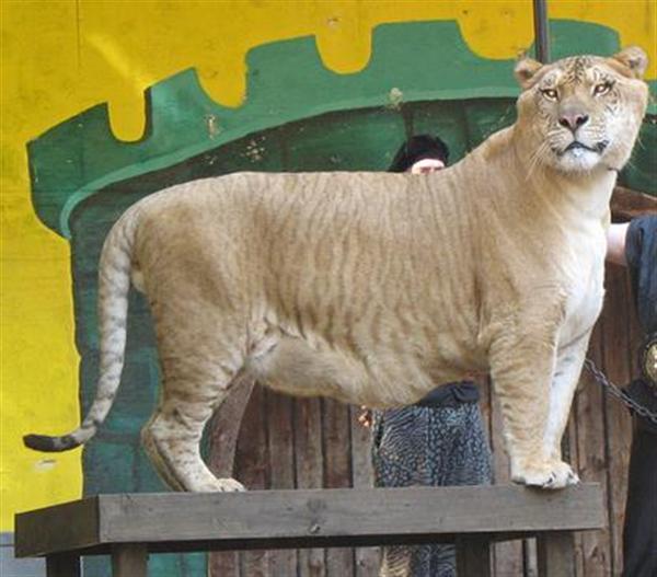 Liger Hercules Brothers' ages are same like that of Hercules the liger.