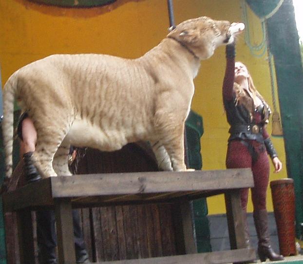 Hercules the liger has gained a very Healthy Age lifespan. 