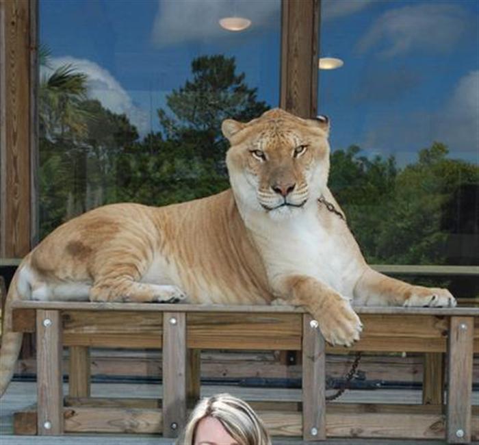 Liger Hercules brothers have a combined aggregate weight of 3600 pounds.