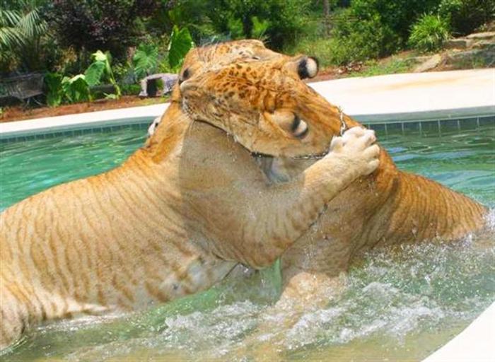 Liger Hercules Brothers and Siblings love to swim.