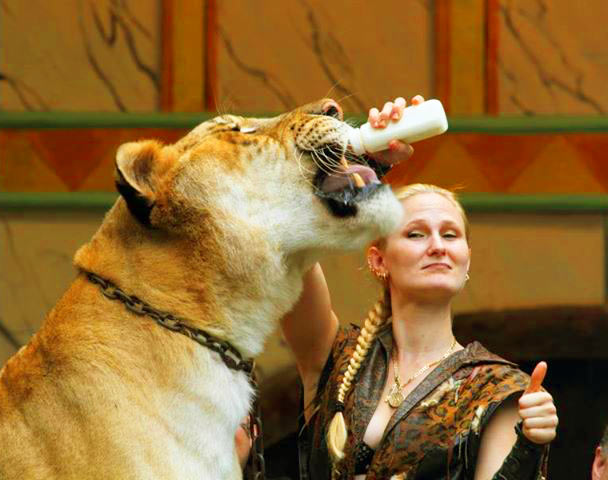 China York Feeding milk to Hercules the liger. 
