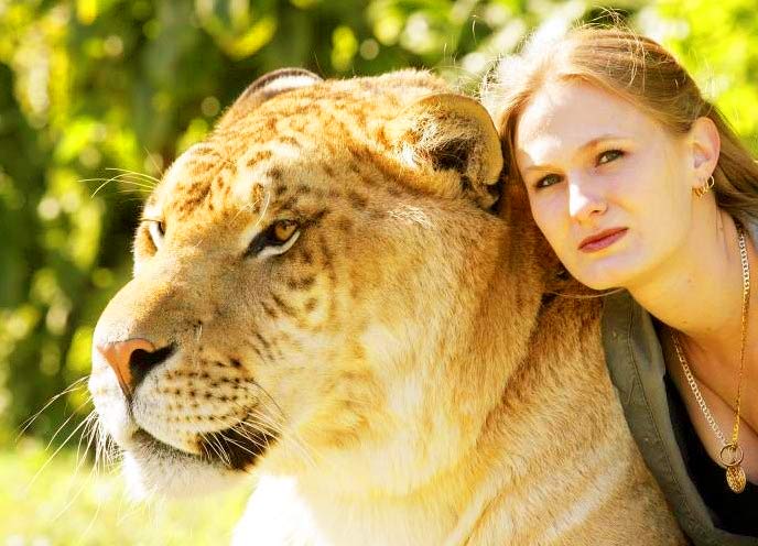 China York is a liger expert and Hercules the liger is very lucky to have care from her.