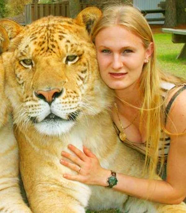 China York has raised Hercules the liger since he was a small cub.