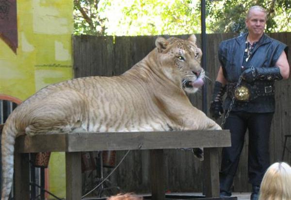 Dr. Bhagavan Antle and Hercules the liger are together for almost a decade.