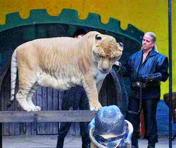 Liger Hercules has a very caring master in the form of Dr. Bhagavan Antle.
