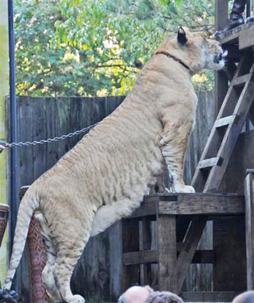 Liger Hercules getting ready to grab a piece of meat at a height of eleven feet high.
