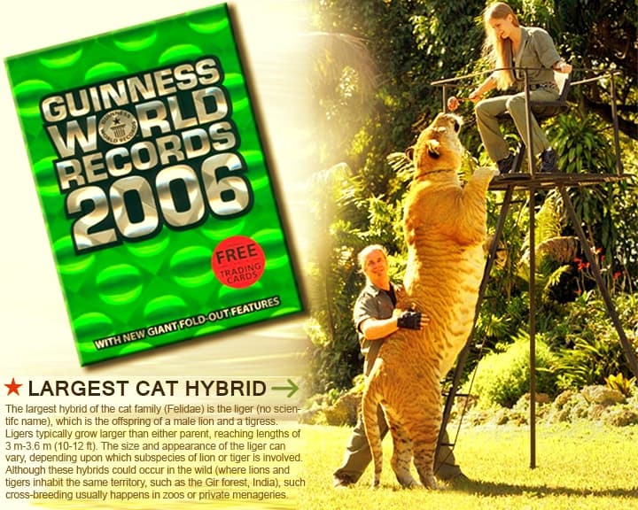 China York with Hercules the liger in Guinness Book of World Records 2006.