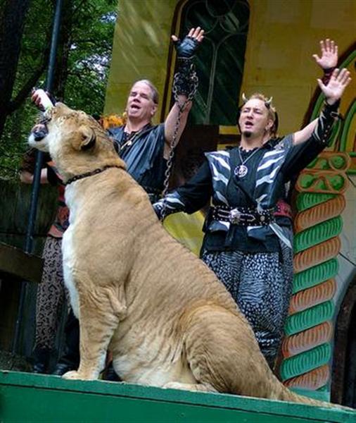 Liger Hercules Master Bhagavan Antle is very proud of Hercules the liger for its records.