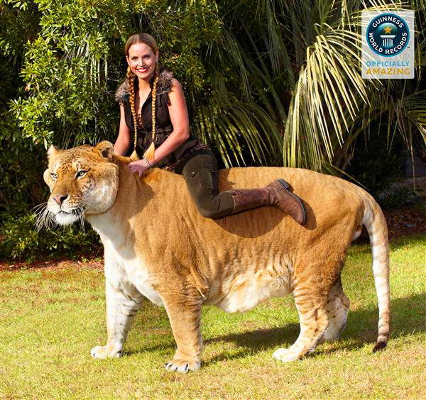 Liger Hercules in Guiness Book of world records 2010 and 2014.