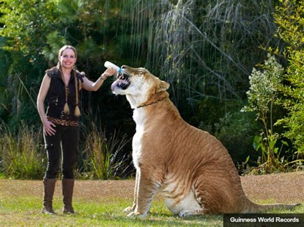 Liger Hercules appeared with Moksha Bybee in the Guinness Book of World Records Pictures.
