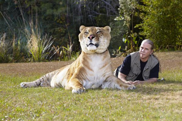 Liger Hercules is a Non-obese liger to appear within Guinness Book of World Records.