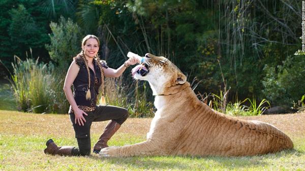 Liger Hercules In Guinness Book Of World Records
