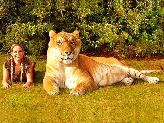 Moksha Bybee with Hercules the liger at Guinness Book of World Records 2014. 