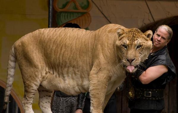 Liger Hercules Head Size comparison with Human Head Size.