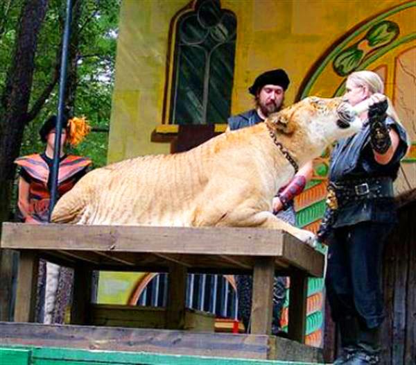 Hercules the liger sitting on a wooden floor at King Richards Faire.