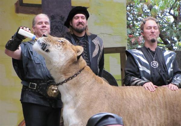 Liger Hercules appears at Tales of the Tiger event at King Richards Faire.