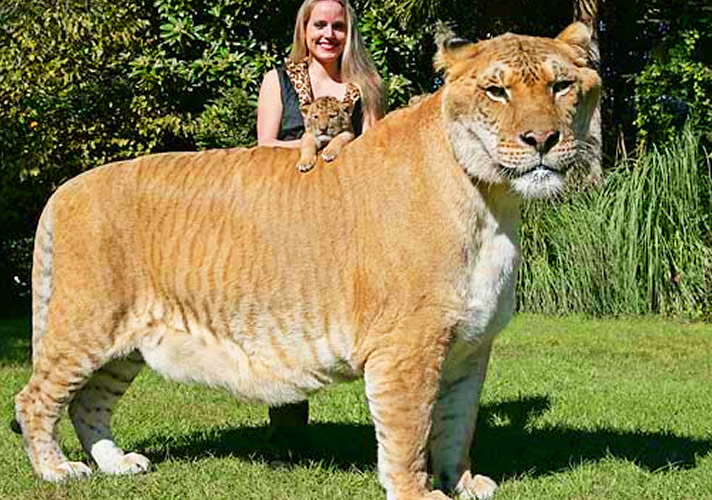 Liger Hercules and Moksha Bybee at the the birth of Aries the liger. Aries is brother of Hercules the liger.
