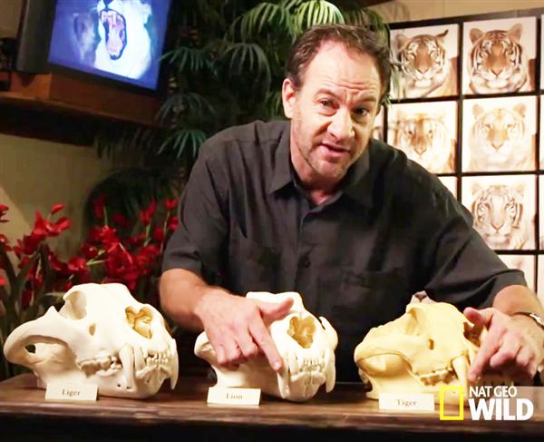 Liger Hercules Skull Size and Bite Force elaborated on National Geographic.
