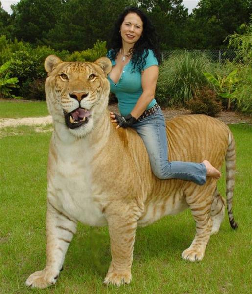 Rajani Ferrante riding on the back of Hercules the liger.