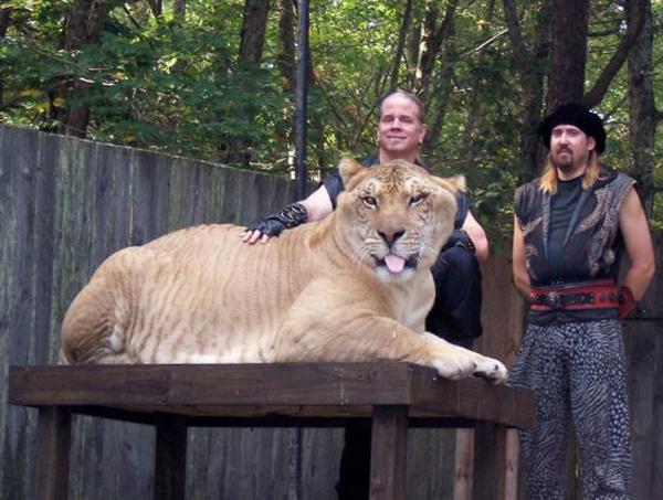 Liger Hercules has gained one pound per day weight.