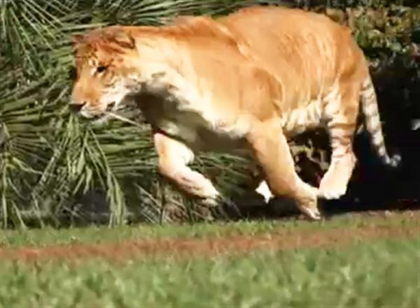 Liger Hercules 900 pounds weight and 60 miles per hour speed.