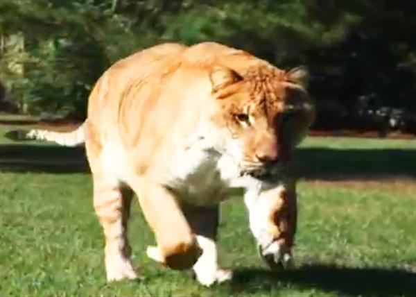 Liger Hercules inherited its speed from mother which is a siberian tigress.