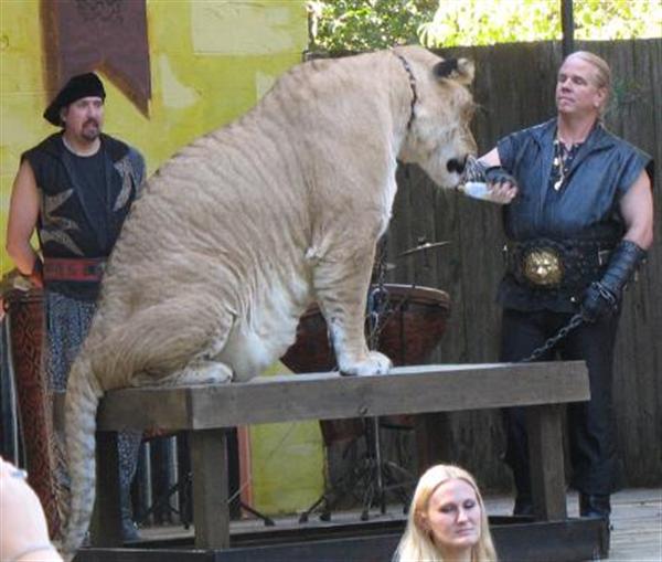 Brothers of Hercules the Liger.