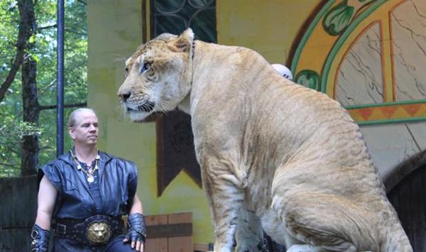 Liger Hercules is Six Feet Tall in terms of its height.