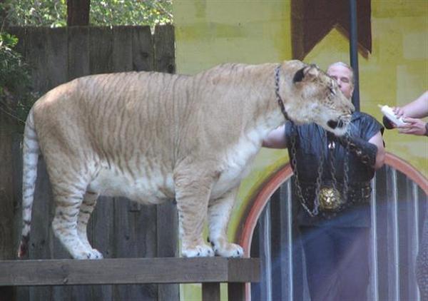 Ligers are the tallest ones among the big cats. 