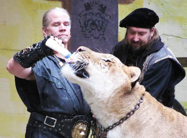 Liger Hercules brothers are fully fit and fully healthy without any genetic diseases.